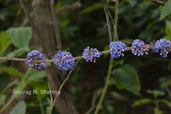 Memecylon randerianum